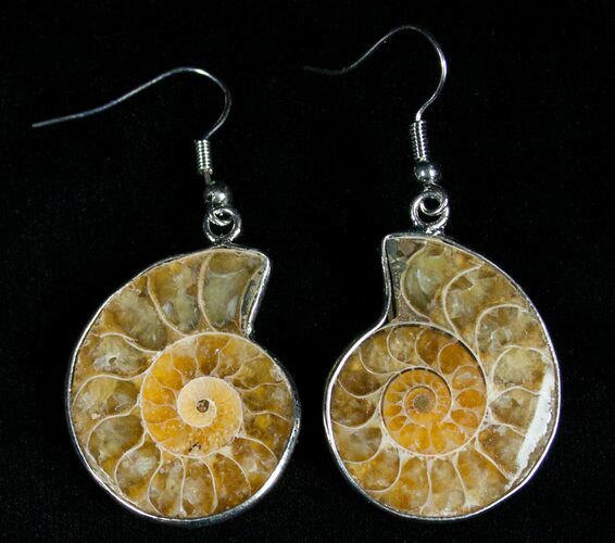 Ammonite Earrings #2715